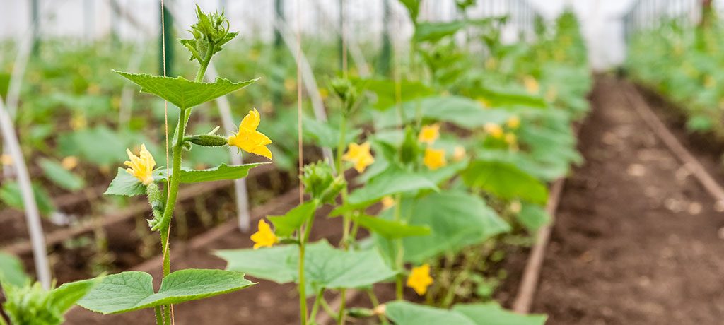 زمان‌های مناسب کاشت بذر خیار گلخانه‌ای