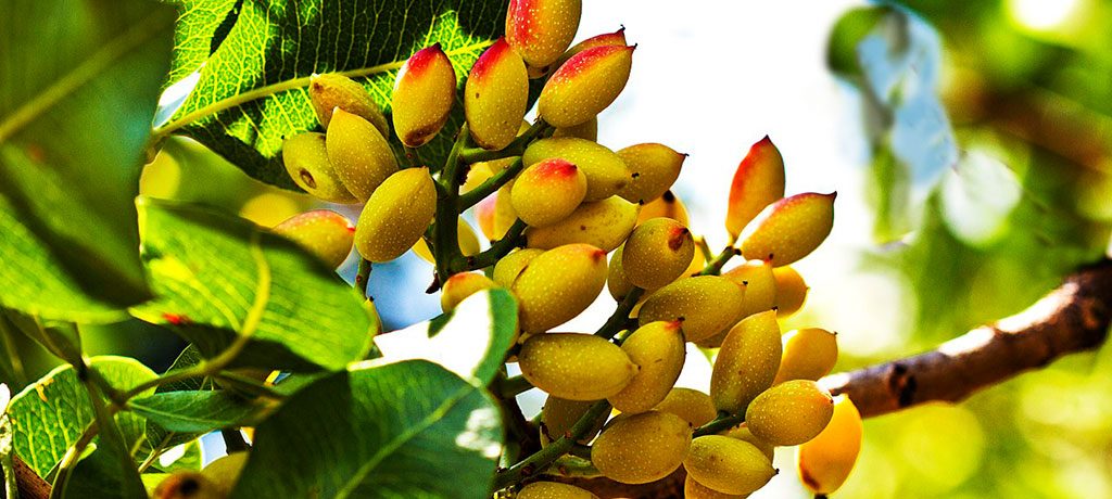 علائم كمبود عناصر غذایی در درختان پسته