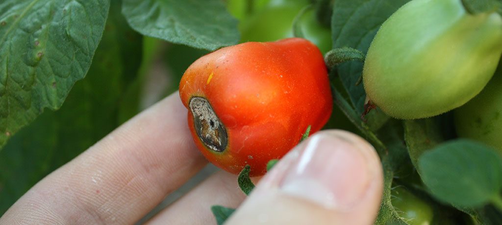 گوجه