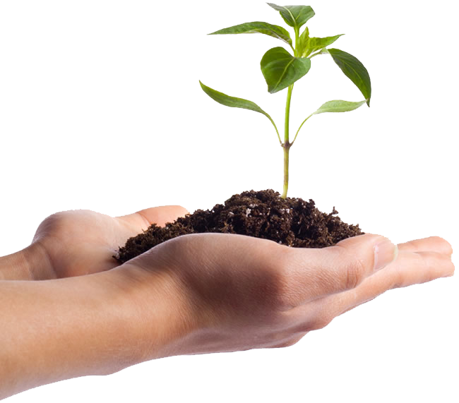 background_plant