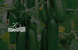 Eastern Seeds