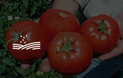 tomato-seeds