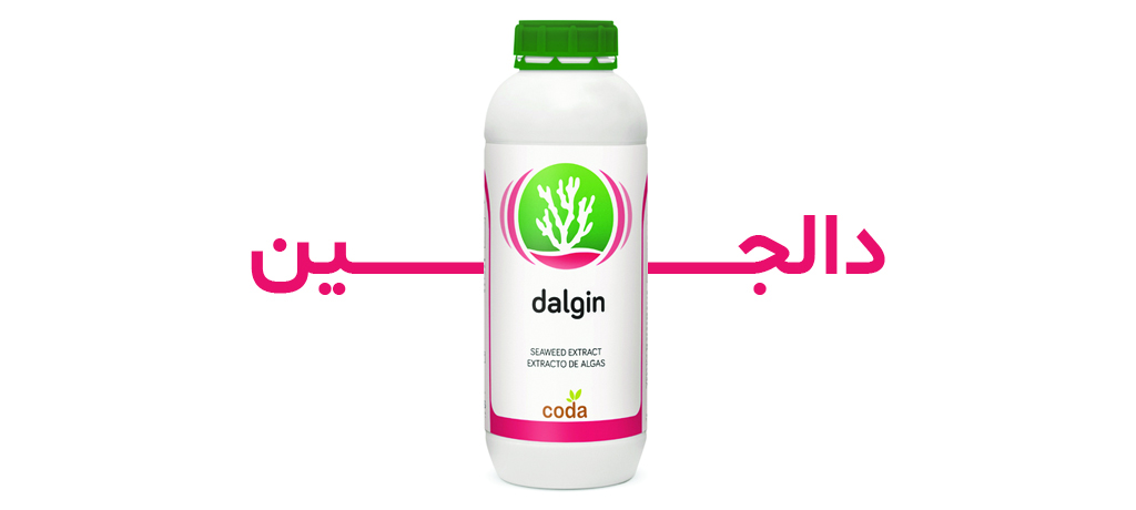 Dalgin-Cover-2