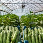 شرکت کشاورزی حاصل نوین 15 برنامه غذایی خیار گلخانه ای