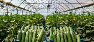 برنامه غذایی خیار گلخانه ای