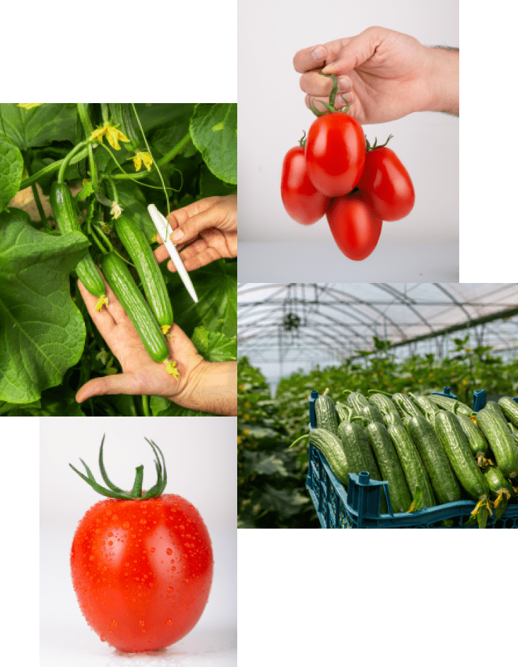 HASELNOVIN-AGRICULTURE-min