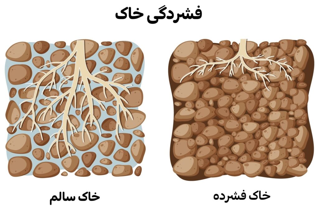 ریشه‌های کم‌عمق در خاک فشرده