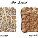 شرکت کشاورزی حاصل نوین 14 ریشههای کمعمق در خاک فشرده