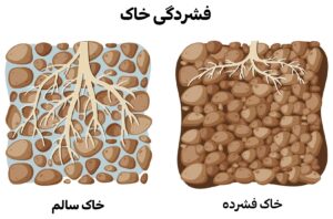 ریشه‌های کم‌عمق در خاک فشرده